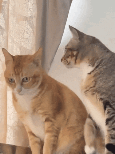 two cats are looking at each other in front of a white curtain
