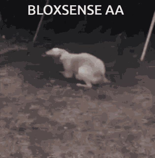 a dog is running in the dirt with the words bloxsense aa written above it .