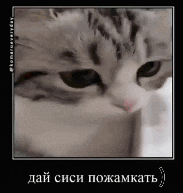 a close up of a cat 's face with a caption in russian