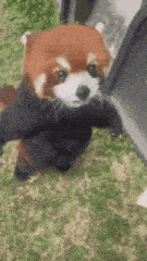 Red Panda Vlada Dura GIF - Red Panda Panda Vlada Dura GIFs