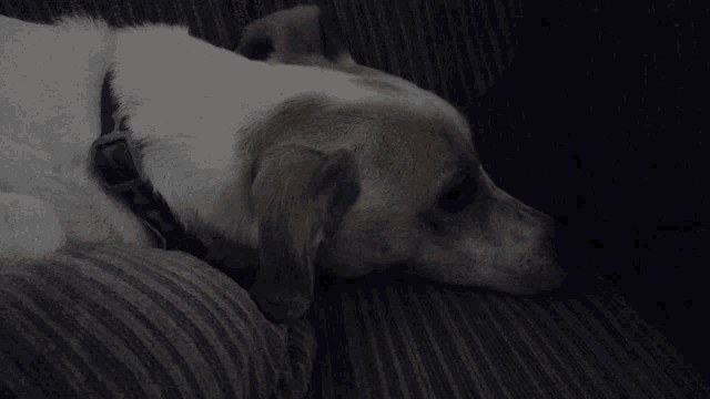 a dog wearing a blue collar is laying on a couch