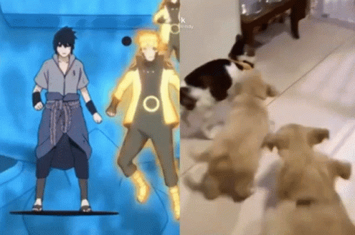 Sasukeless Sns Cats GIF - Sasukeless Sns Cats GIFs