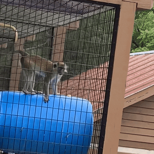 a monkey standing on top of a blue barrel