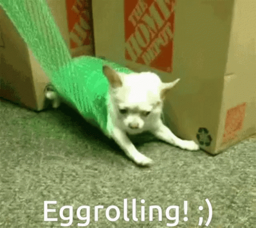 Eggrolling Funny GIF - Eggrolling Funny Cute GIFs