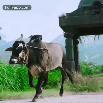 Basaveswarudu.Gif GIF - Basaveswarudu Baahubali Bull GIFs