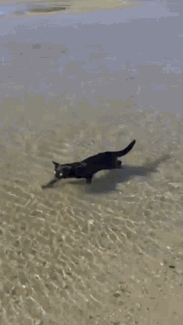 Swimming Cat Swimming Kitty GIF - Swimming Cat Swimming Kitty Silly Kitty GIFs