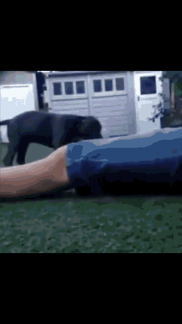 a person laying on the grass with a black dog walking by