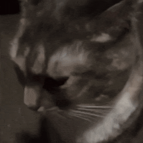 a close up of a cat 's face with black eyes
