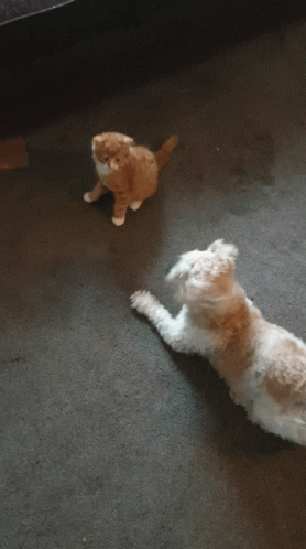 Cat Dog Fight Cute GIF - Cat Dog Fight Cute Pet Fight GIFs