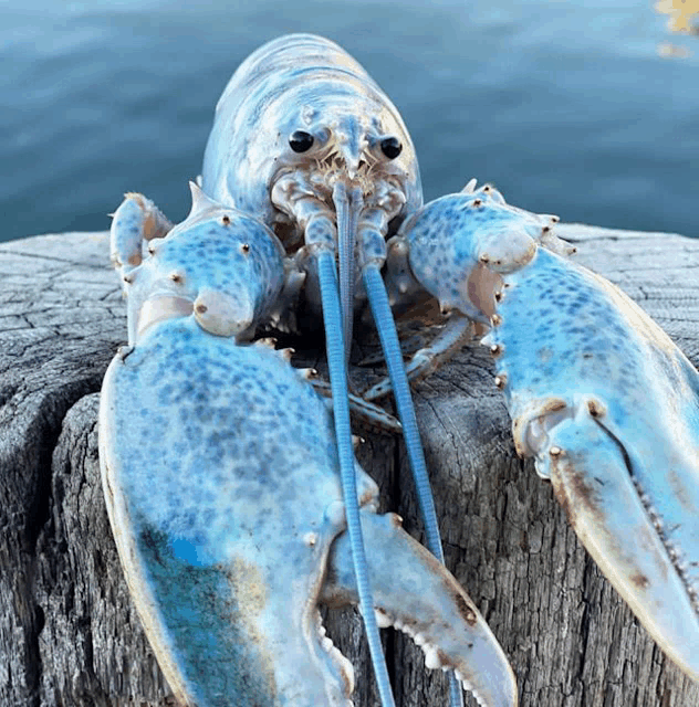 a blue and white lobster is sitting on a dock