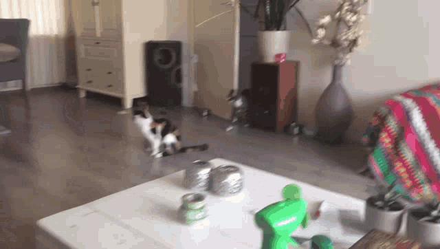 a living room with a cat and a spray bottle