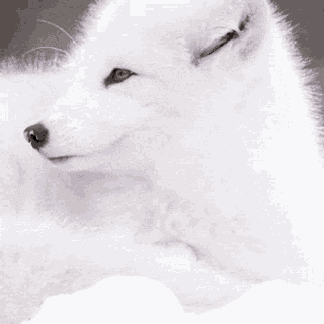 Fox GIF - Fox GIFs