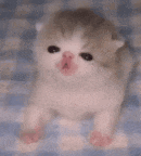 a brown and white kitten is sitting on a checkered blanket .