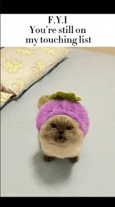 a cat is wearing a purple hat and a sweater .