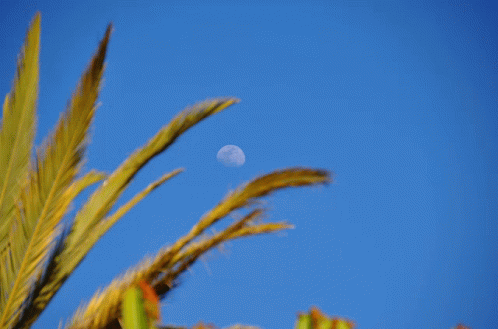 Moon Palm GIF - Moon Palm Palmtree GIFs