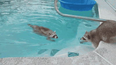 two raccoons are playing in a swimming pool with a blue bucket in the background