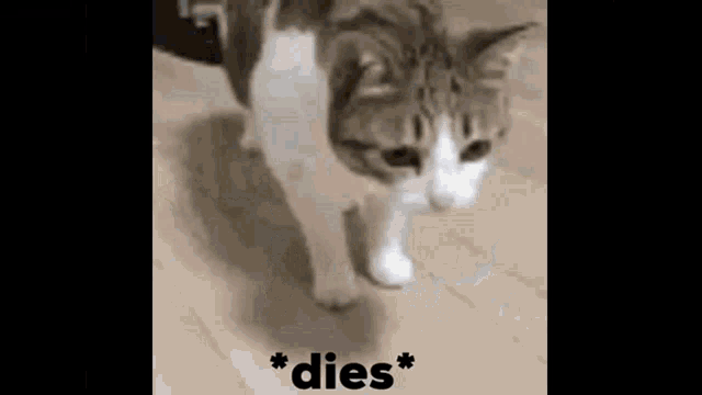 Dies Trifecta Cat GIF - Dies Trifecta Cat Dies GIFs