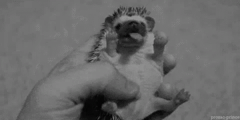 Small Hedgehog - Small GIF - Small Hedgehog Cute Little GIFs