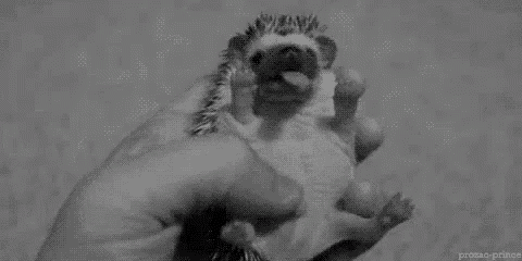 a black and white photo of a person holding a hedgehog in their hands .