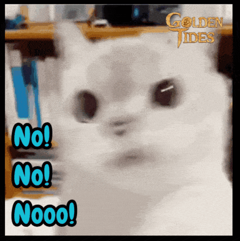 a picture of a cat with the words no no nooo