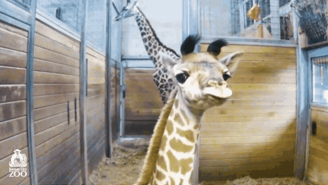 Baby Giraffe GIF - Baby Giraffe GIFs