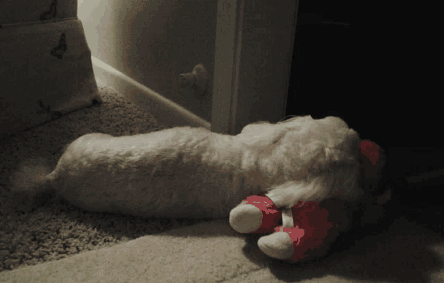 a white dog is laying on the floor next to a red stuffed animal