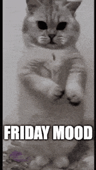 a cat is standing on its hind legs with the words friday mood written below it