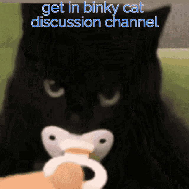 Binky Cat GIF - Binky Cat Discussion GIFs
