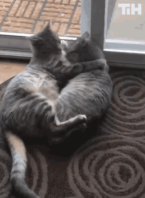 Cats Kissing GIF - Cats Kissing Intimate GIFs