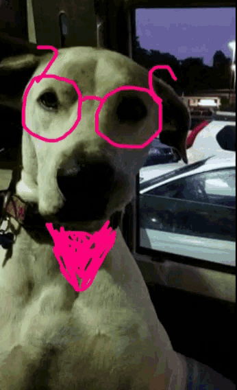 a dog wearing pink glasses and a pink scarf around its neck