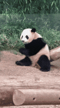 a panda bear is sitting on a log with its paws crossed