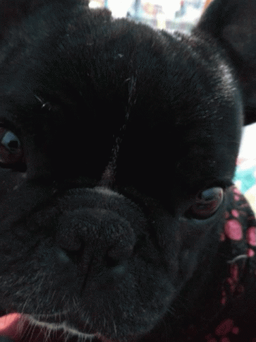 Morito Dog GIF - Morito Dog Black Dog GIFs
