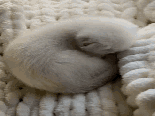 Sleepy Sleepy Cat GIF - Sleepy Sleepy Cat Scottish Fold GIFs