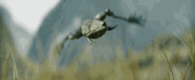 Frog Floating GIF - Frog Floating Flying GIFs