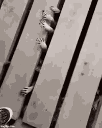a black and white photo of a person 's hands sticking out of a wooden wall .