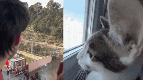 a cat looking out a window next to a man looking out a truck that says aoa