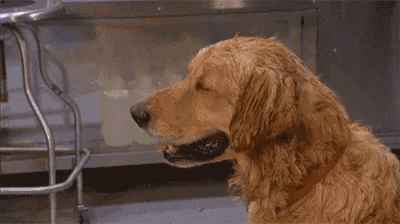 a close up of a dog holding a piece of paper in its mouth .