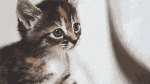 a small kitten is sitting on a white surface and looking at something .