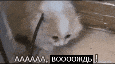 a white cat is playing with a black object in a foreign language