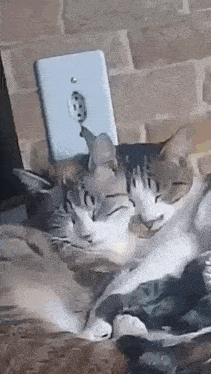 a cat is sleeping next to a light switch on a wall .
