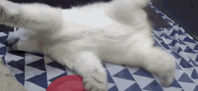 Cute Adorable GIF - Cute Adorable Want To Stand GIFs