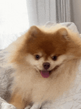 a small brown and white dog with its pink tongue sticking out