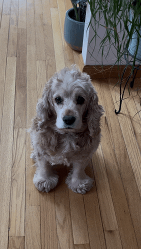 a cocker spaniel is sitting on a wooden floor
