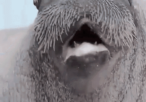 Walrus Whistle GIF - Walrus Whistle Animals GIFs