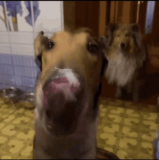 a close up of a dog with its mouth open and a smaller dog behind it