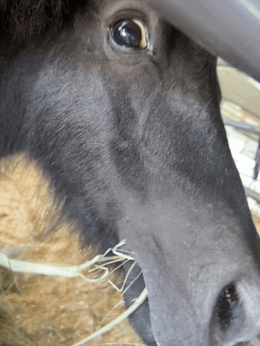 a close up of a horse 's face with a straw in its mouth