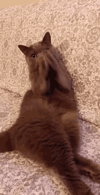 Begging Cat GIF - Begging Beg Cat GIFs