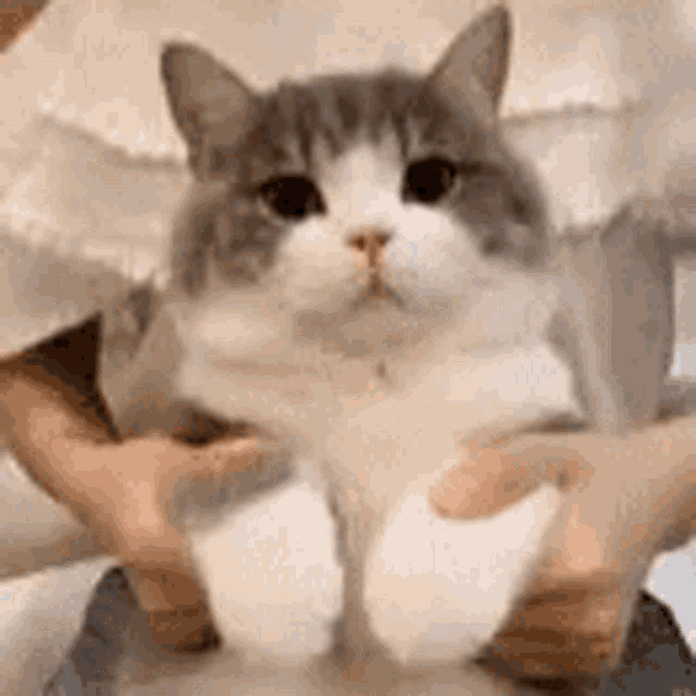 a gray and white cat is being held in someone 's hands .