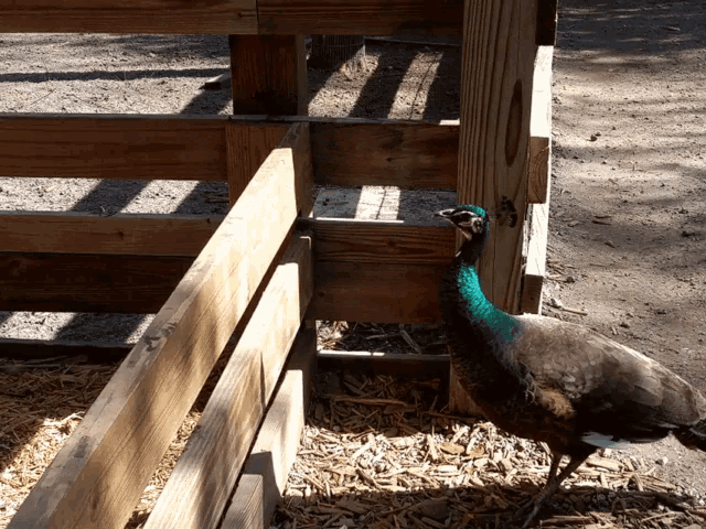 a peacock is standing next to a wooden fence in the dirt