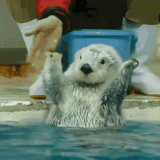 Otter Applause GIF - Otter Applause Clapping GIFs